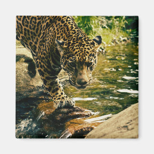 Wildtiere Magnet