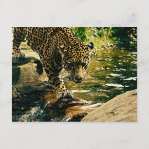 Wildtiere Postkarte