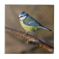 Wildtiere, schöner Bluetit-Vogel