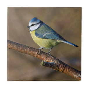 Wildtiere, schöner Bluetit-Vogel Fliese