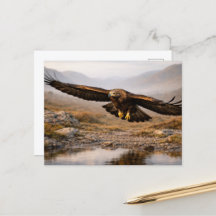 Wildtiere Steinadler Schottisches Hochland