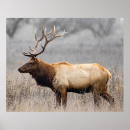 Wildtiere Wildtiere Naturbuck Poster