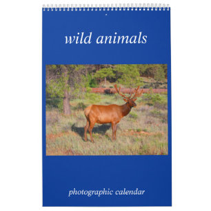 Wildtierfoto Kalender