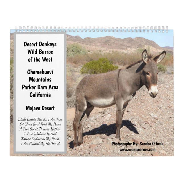 Wildtierkalender, wilde Esel, Burros, Wüste Kalender (Titelbild)