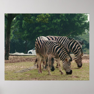 Wildtierzoo, Zebras Poster
