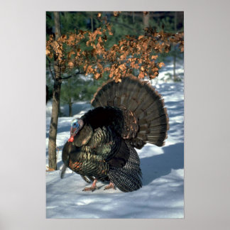 Wildtruthühner aus dem Osten, riesiger Schuster in Poster