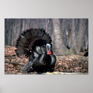 Wildtruthühner in Wäldern Poster