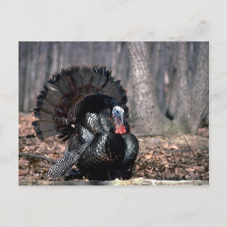 Wildtruthühner in Wäldern Postkarte