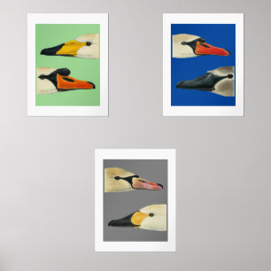 Wildvögel Arten von Schwänen Print-Set Bilderwand Sets