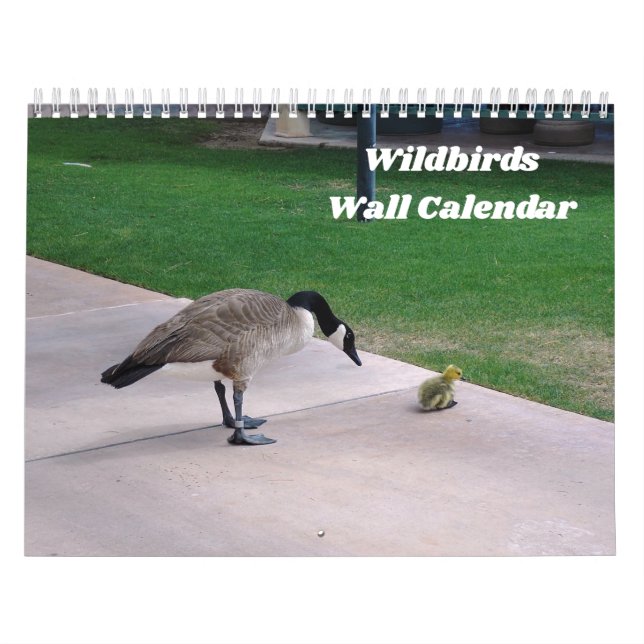 Wildvögel-Mauerkalender Kalender (Titelbild)