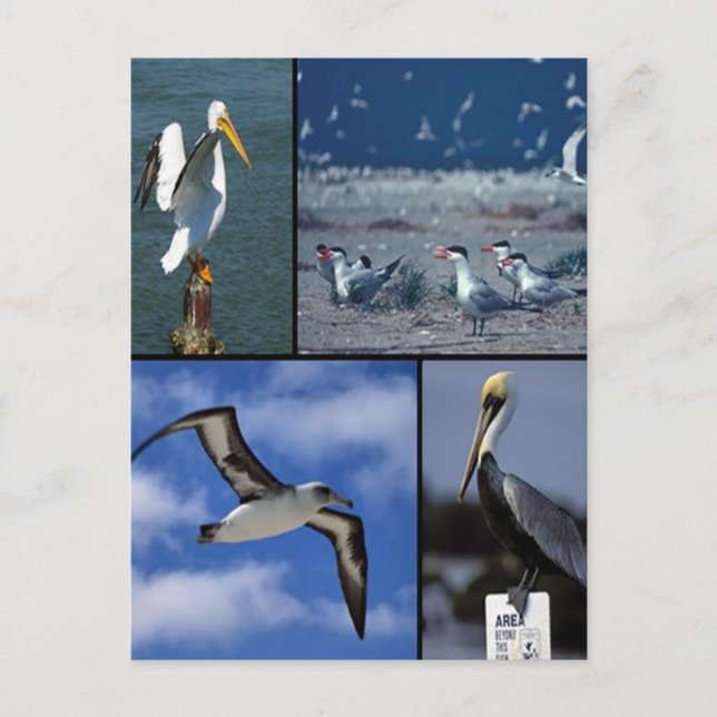 Wildvögel Postkarte (Vorderseite)