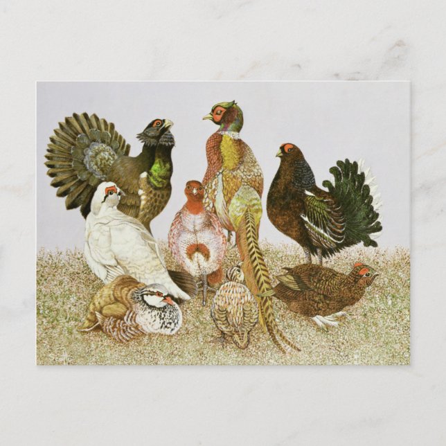 Wildvögel Postkarte (Vorderseite)