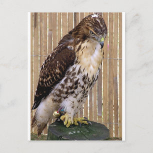 Wildvögel: Red-Tail Hawk Postkarte