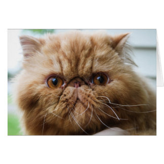 Wilford Up Nah und persönlich