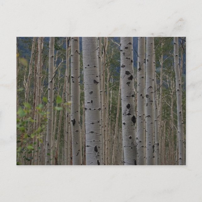 Will B Free Signature Post Cards Postkarte (Vorderseite)