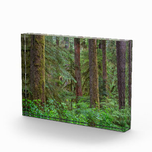 Willamette National Forest Oregon Fotoblock