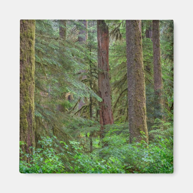 Willamette National Forest | Oregon Magnet (Vorne)
