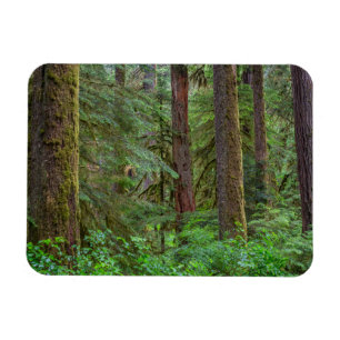 Willamette National Forest   Oregon Magnet