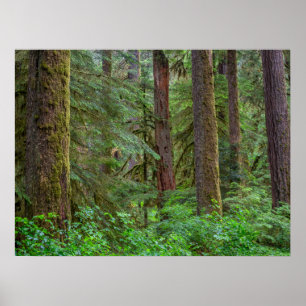 Willamette National Forest Oregon Poster