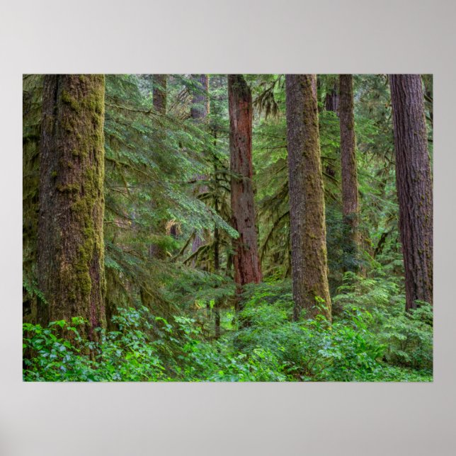Willamette National Forest | Oregon Poster (Vorne)