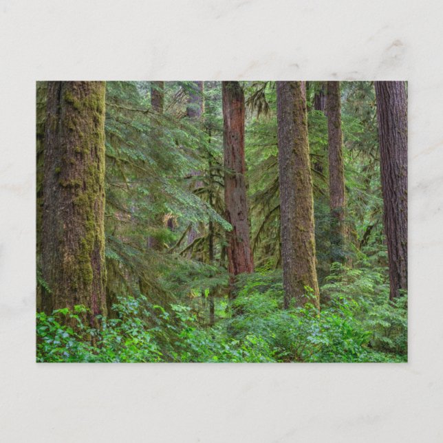 Willamette National Forest | Oregon Postkarte (Vorderseite)