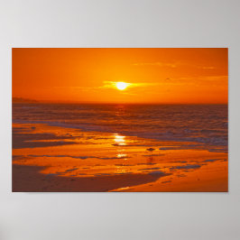 Willet am Strand in Dawn, Florida Poster