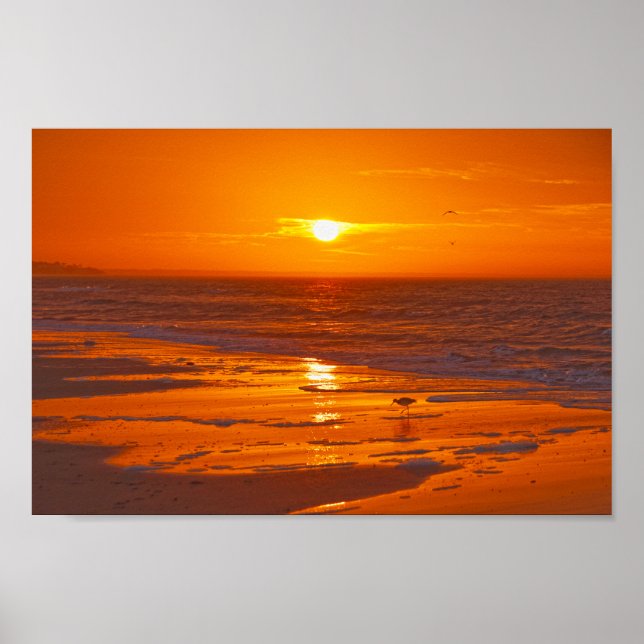 Willet am Strand in Dawn, Florida Poster (Vorne)