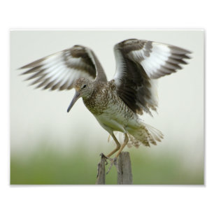 Willet Druck