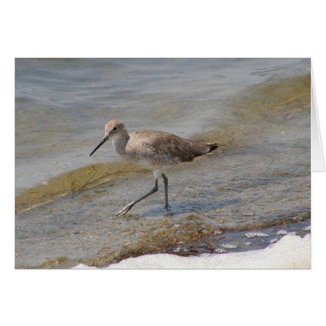 Willet Walking (Vorderseite (Horizontal))