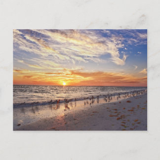 Willets am Strand von Florida bei Sunset Postkarte