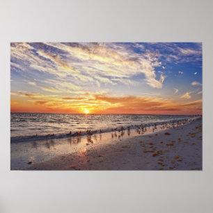 Willets an einem Florida-Strand bei Sonnenuntergan Poster