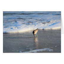 Willet's interessante Suche