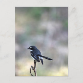 WILLIA WAGTAIL LÄNDLICHE QUEENSLAND AUSTRALIEN POSTKARTE