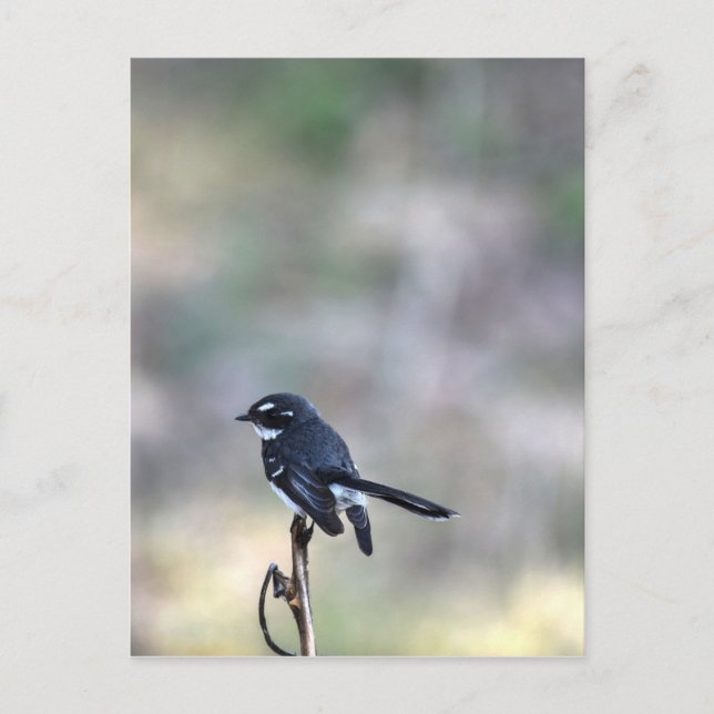 WILLIA WAGTAIL LÄNDLICHE QUEENSLAND AUSTRALIEN POSTKARTE (Vorderseite)