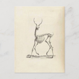 William Cheselden Deer Skeleton Postkarte