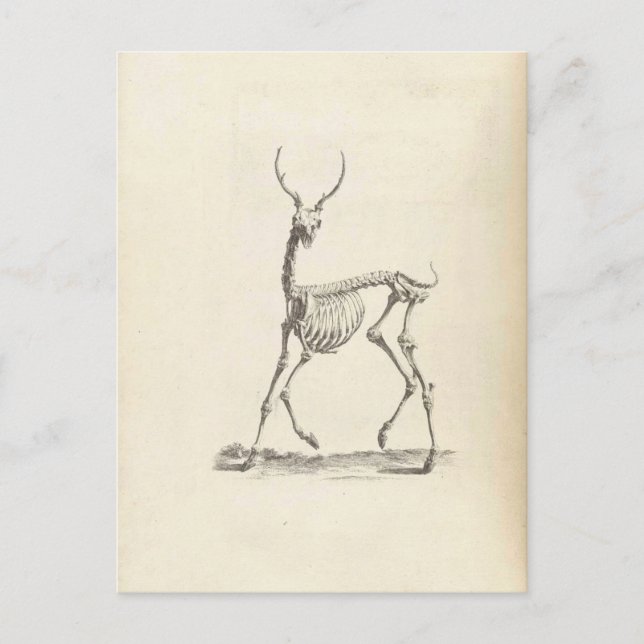 William Cheselden Deer Skeleton Postkarte (Vorderseite)
