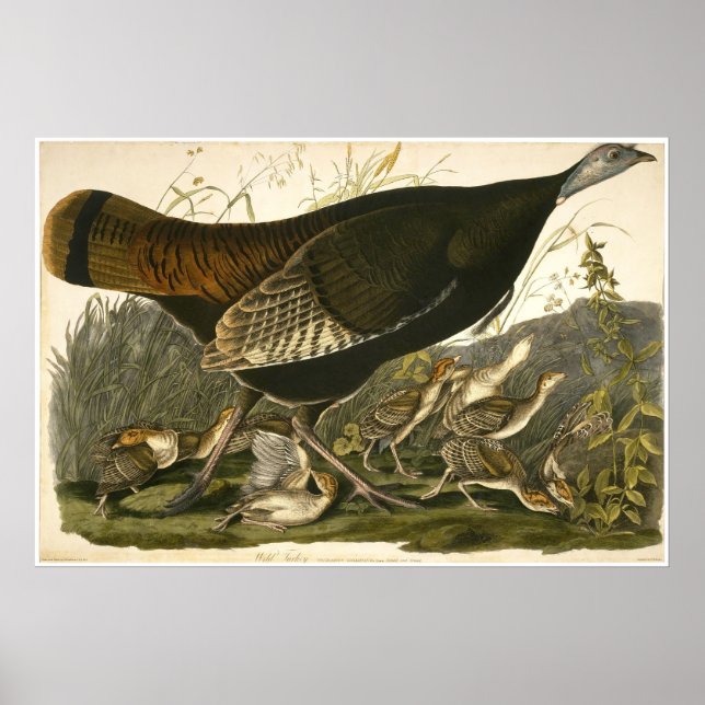 William Lizars Wild Türkei Poster (Vorne)