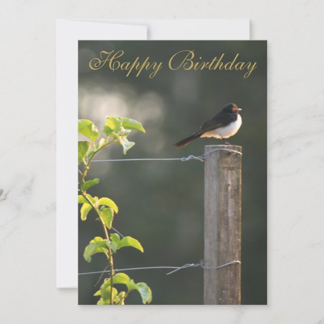 Willie Wagtail Happy Birthday (Vorderseite)