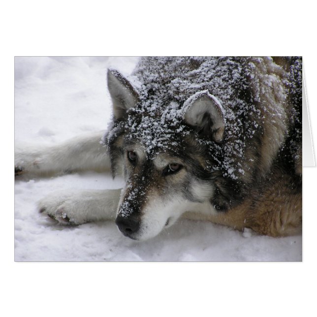 Willie-Wolf (Vorderseite (Horizontal))