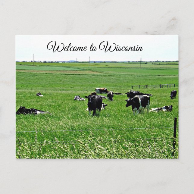 Willkommen bei Wisconsin Kühen in Field Postcard Postkarte (Vorderseite)