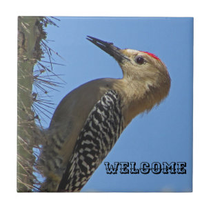 Willkommen Gila Woodpecker Foto Südwest Bird Fliese
