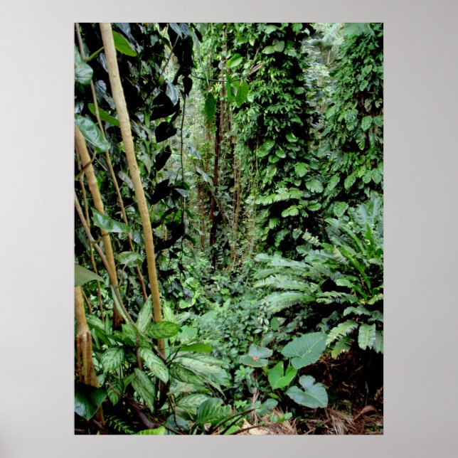 Willkommen im Dschungel Poster (Vorne)