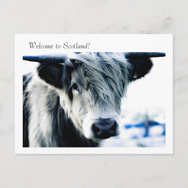 Willkommen in Schottland! Postkarte (Vorderseite)