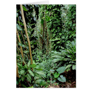 Willkommen zum Dschungel