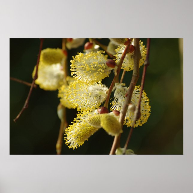 Willow Buds Poster (Vorne)