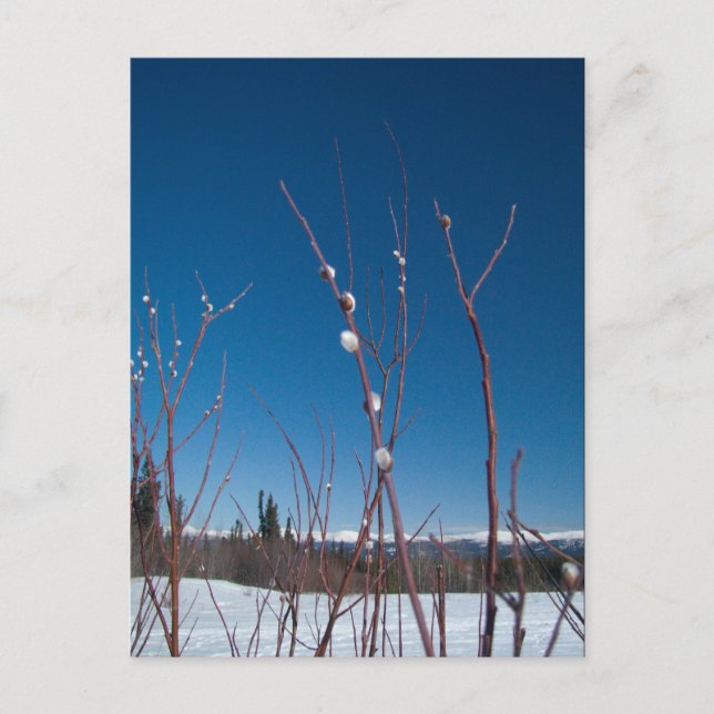 Willow Catkin Portrait Postkarte (Vorderseite)