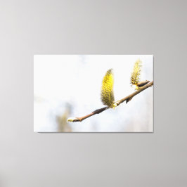 Willow Catkins - Silver World Leinwanddruck