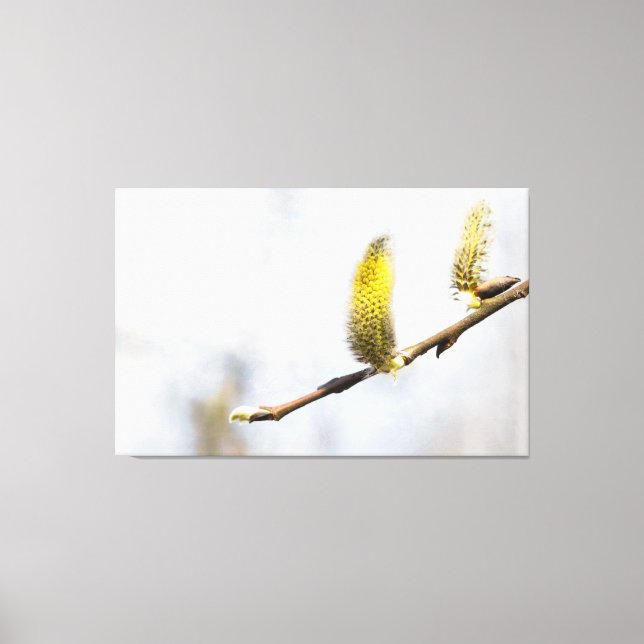Willow Catkins - Silver World Leinwanddruck (Vorderseite)