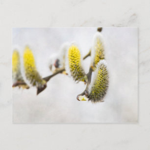 Willow Catkins - Silver World Postkarte