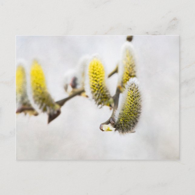 Willow Catkins - Silver World Postkarte (Vorderseite)